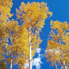 Aspen