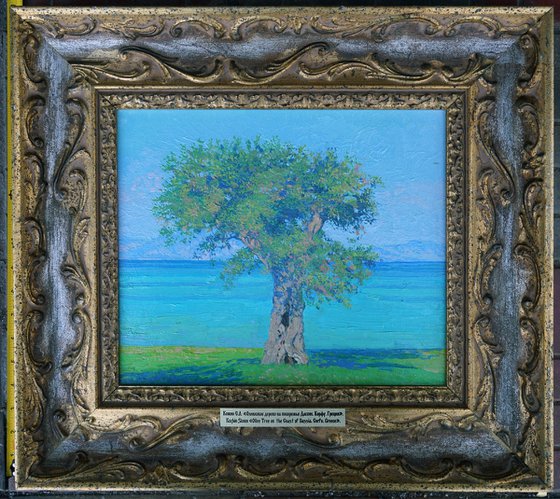Olive tree on the Dassia