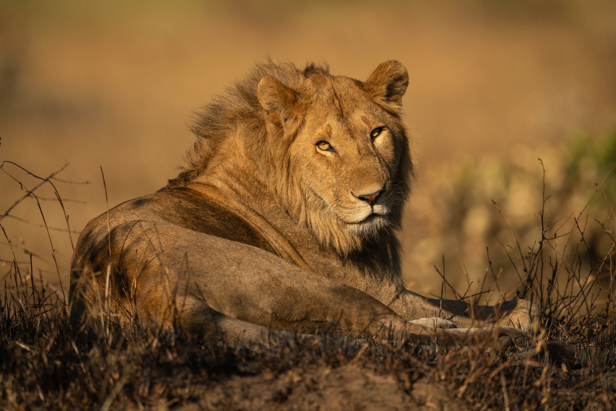 Photorealistic Animal Photograph By Nick Dale, 53 X 38", "Burn, Baby, Burn!", Original Artwork