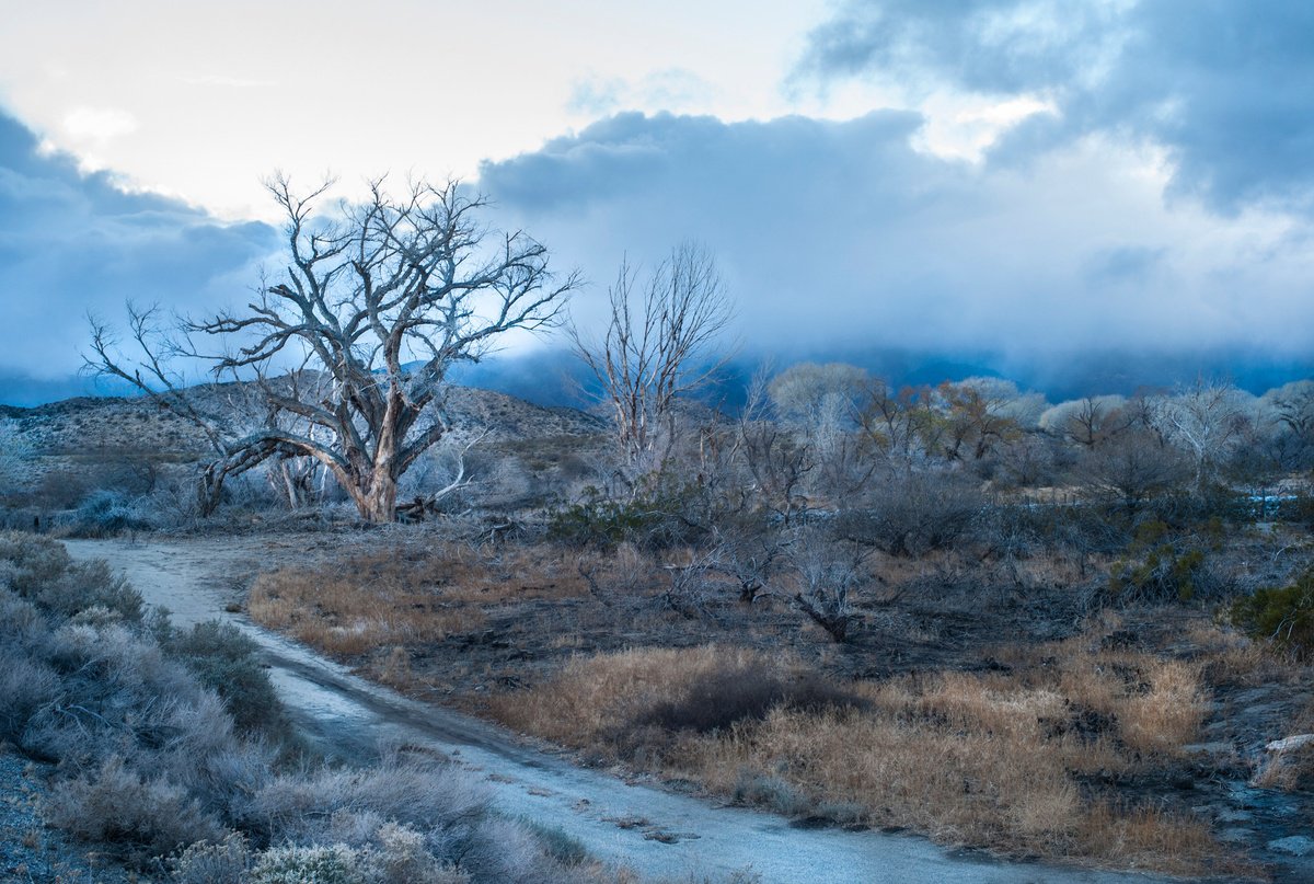 Photorealistic Photograph , Storm Tree By Gary Moger, 26 X 18, Artwork For Sale On Artfinder