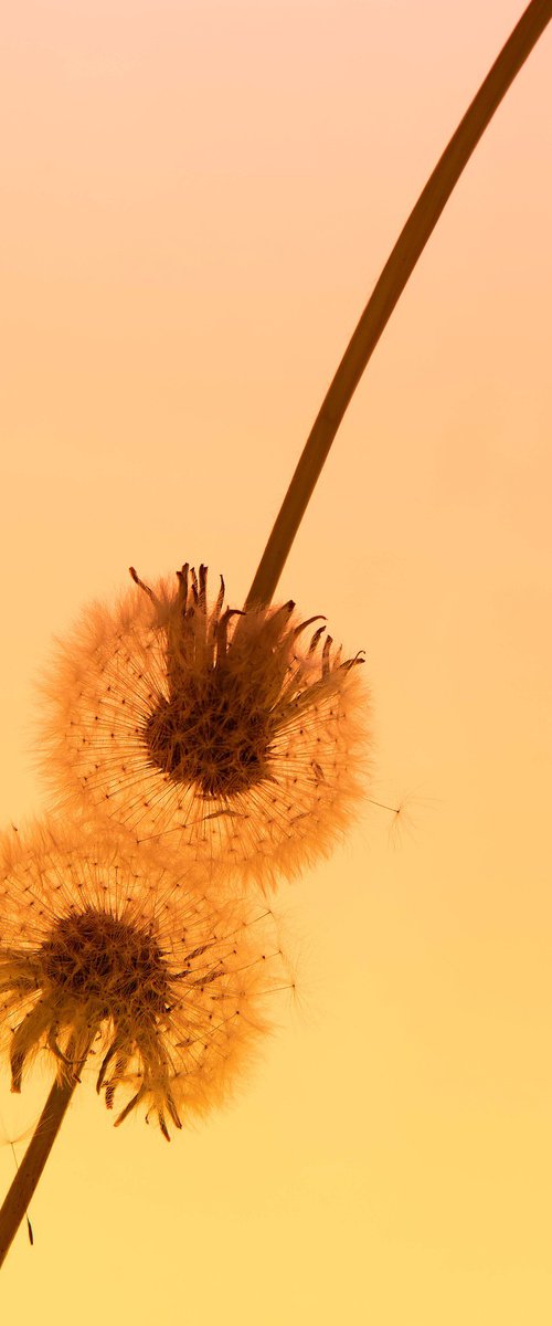 Two Dandelions by Kristine Okuneva