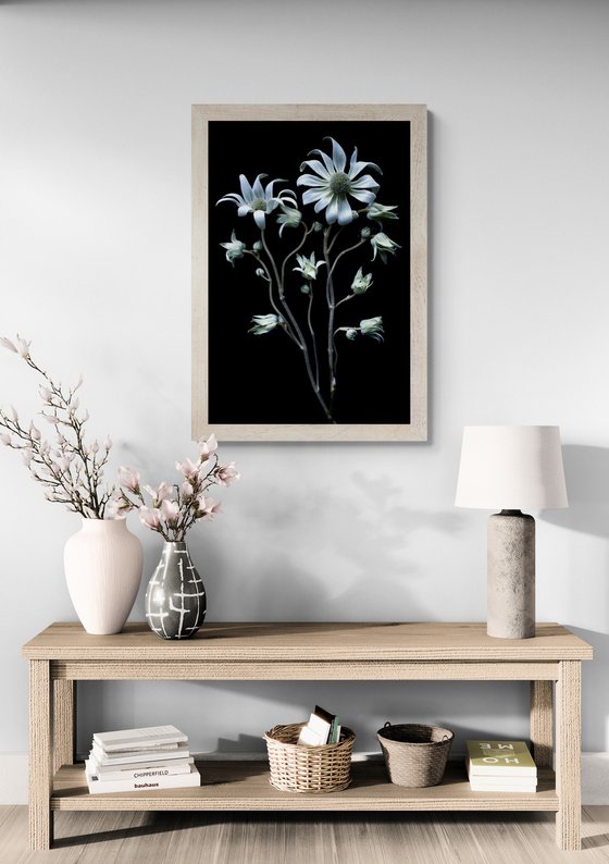 Flannel Flower