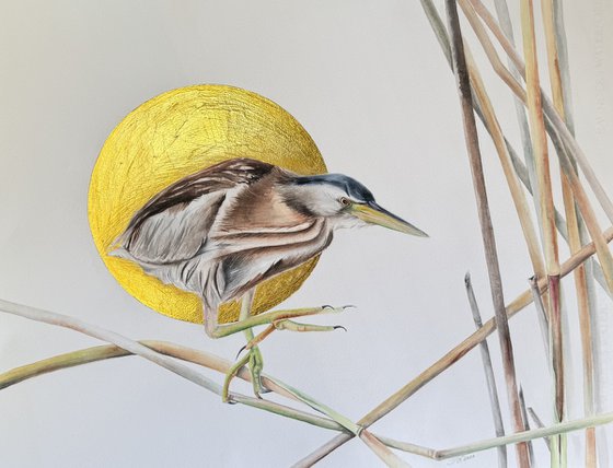 Little bittern