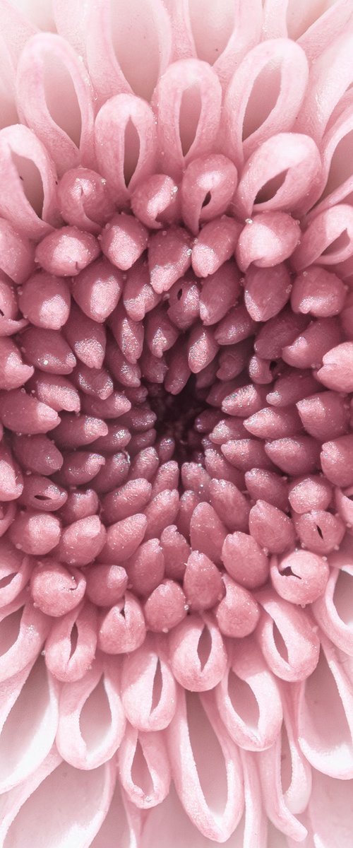 PINK VORTEX OF BLOOM by Inna Etuvgi