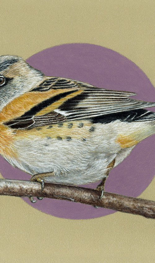 Brambling by Mikhail Vedernikov