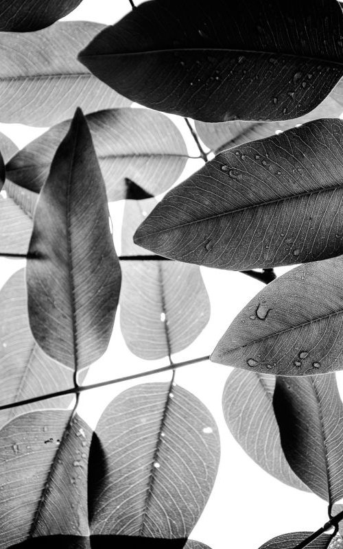 Experiments with Leaves I | Limited Edition Fine Art Print 1 of 10 | 75 x 50 cm by Tal Paz-Fridman