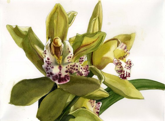 green cymbidium orchid watercolor