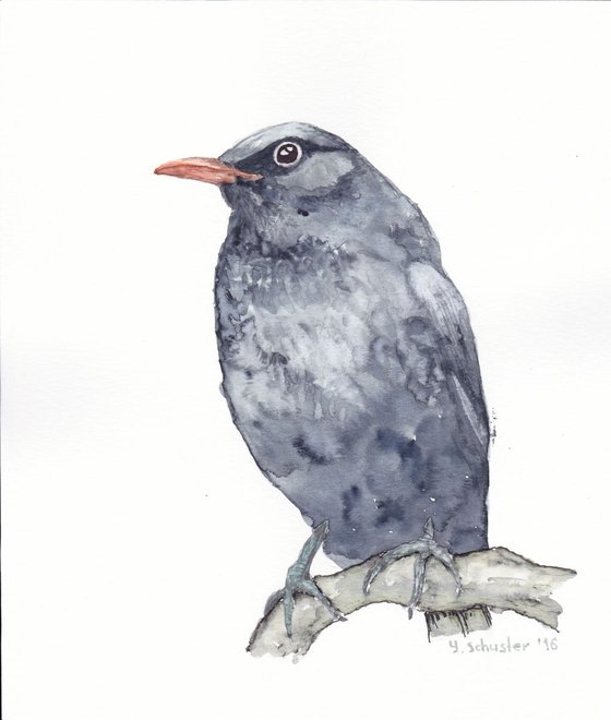 Watercolour birds portraits series. Blackbird