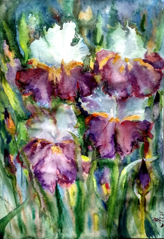 Wild irises