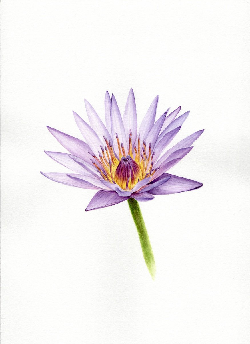 Photorealistic Botanical Watercolour By Alona Hrinchuk, 11 X 15, Nymphaea Caerulea (Blue Lotus), Original Artwork