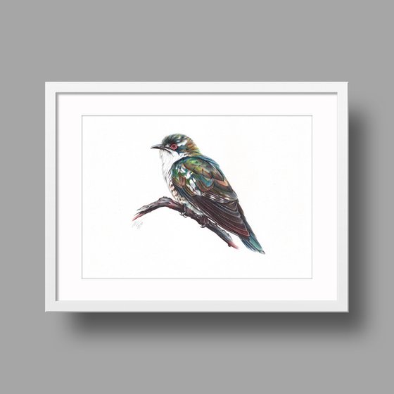 Diederik Cuckoo