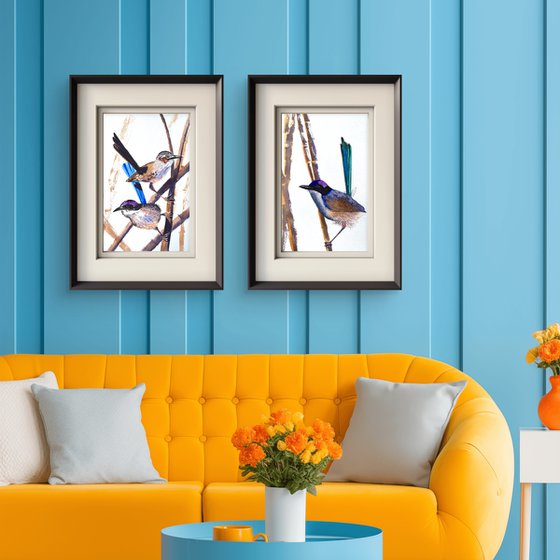 Purple-crowed Fairy-wrens