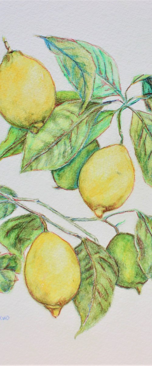Lemon Tree II by Afekwo