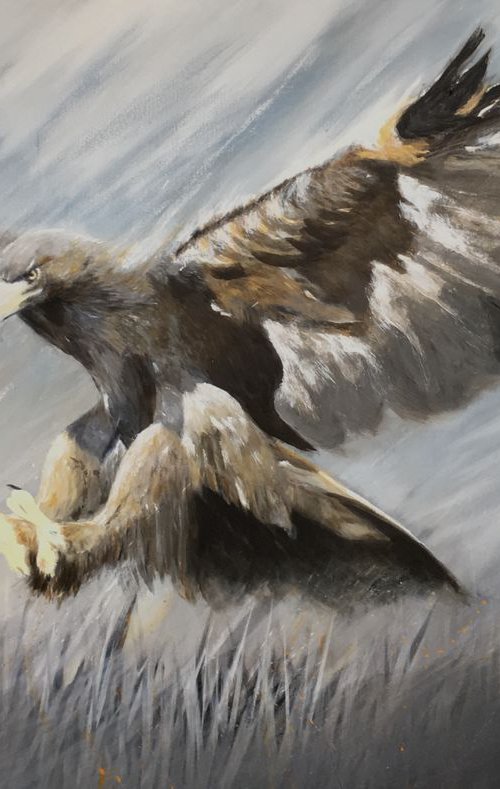 Eagle eye by Paul Hardern