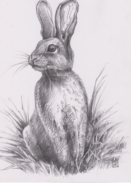 Bunny Number 2b Pencil Drawing By Hayley Bowen Artfinder