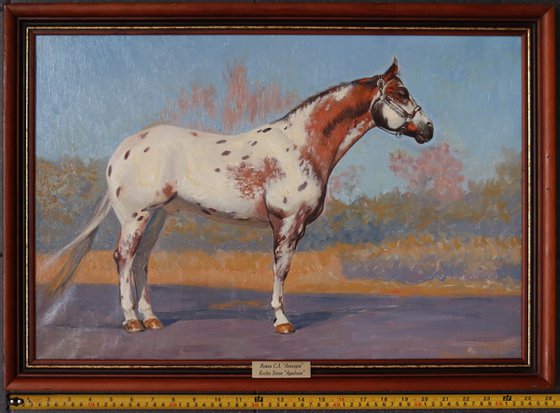 Appaloosa Horse