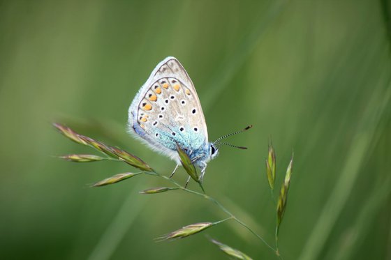 Butterfly in the green