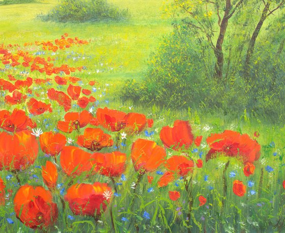 Poppy field by sunrise