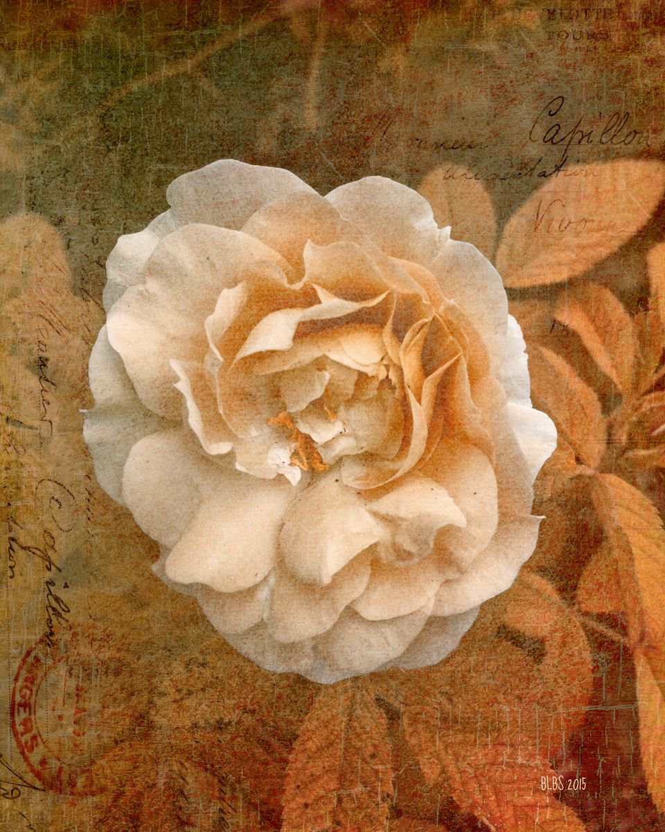 Vintage Copper Rose by Barbara Storey