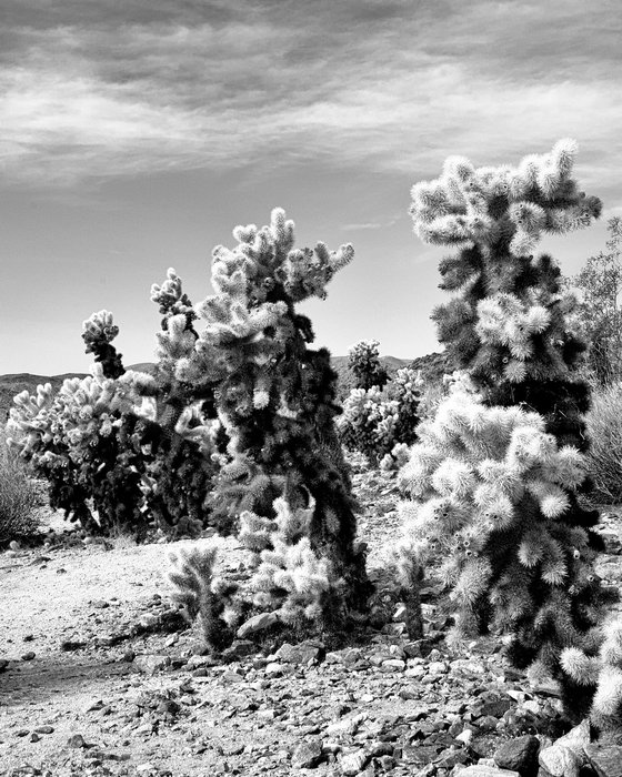 CHOLLA CYLINDERS Joshua Tree CA