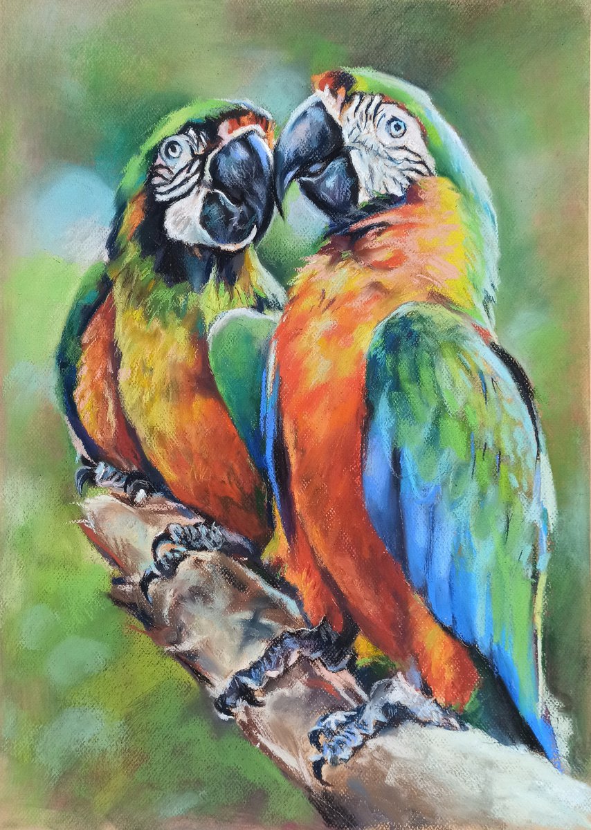 Parrot gossip by Magdalena Palega