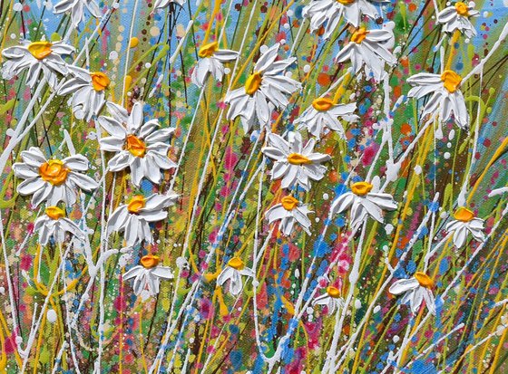 White Daisy Field