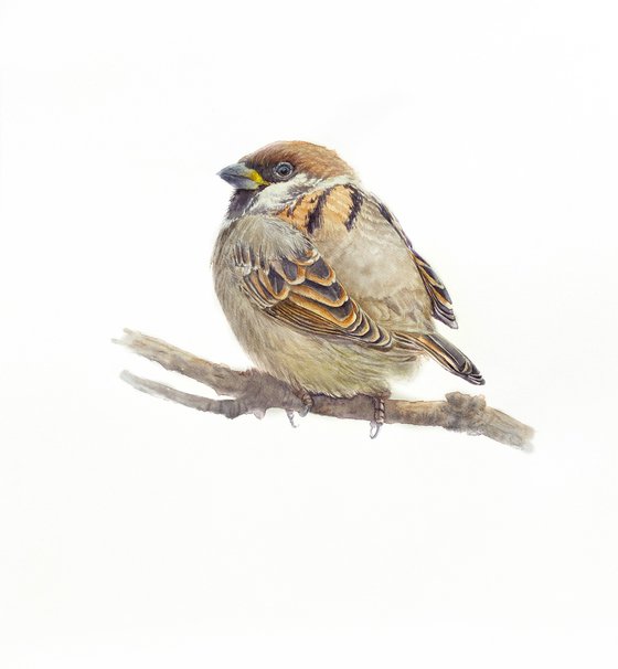 Nuthatch & sparrow chick (Set of 2)