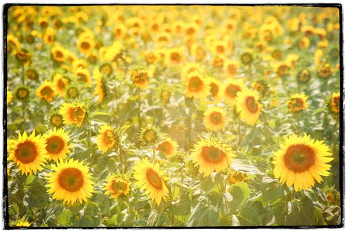 Field of  Sunflowers by Louise O'Gorman