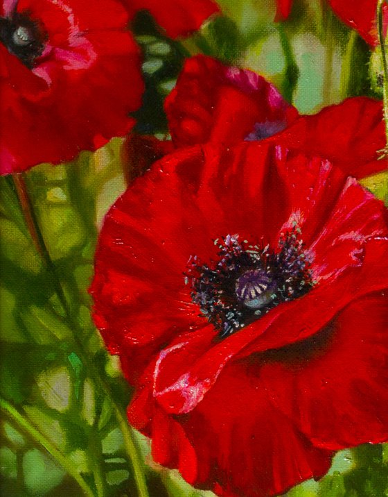 "Scarlet poppies" flowers poppies realism liGHt original painting   GIFT (2018)