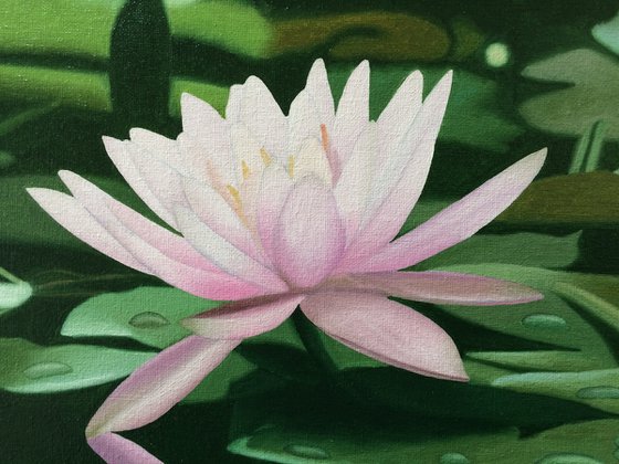 Water Lily