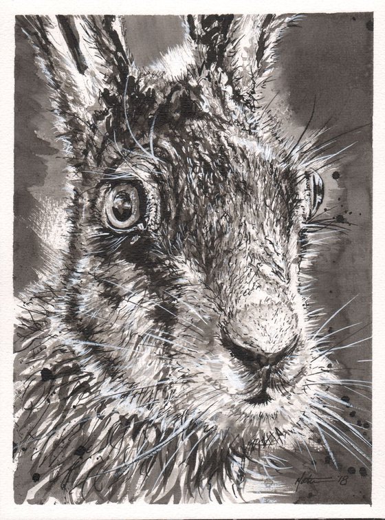 Scruffy Hare