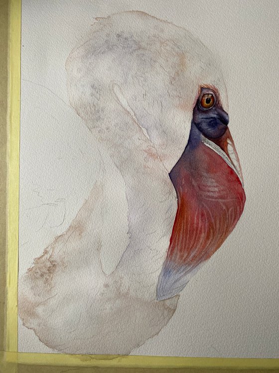 Elegant Flamingo, bird portrait