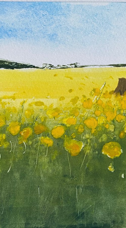 Canola Field by Rebecca Denton