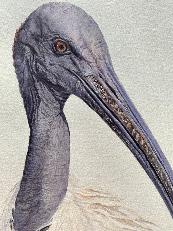 Sacred Ibis, bird portrait