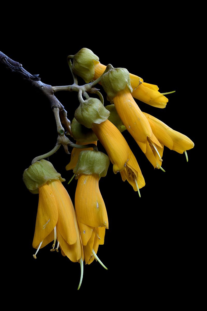 Botanical Photograph By Nadia Culph, 24 X 35", KS?whai, Original Artwork