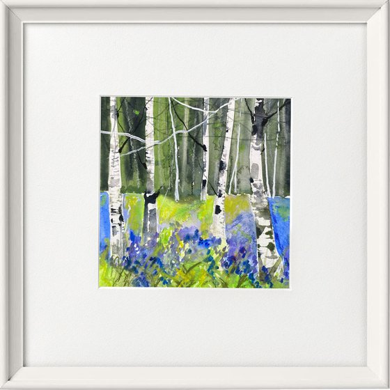 Seasons -  Spring Bluebells & Birches