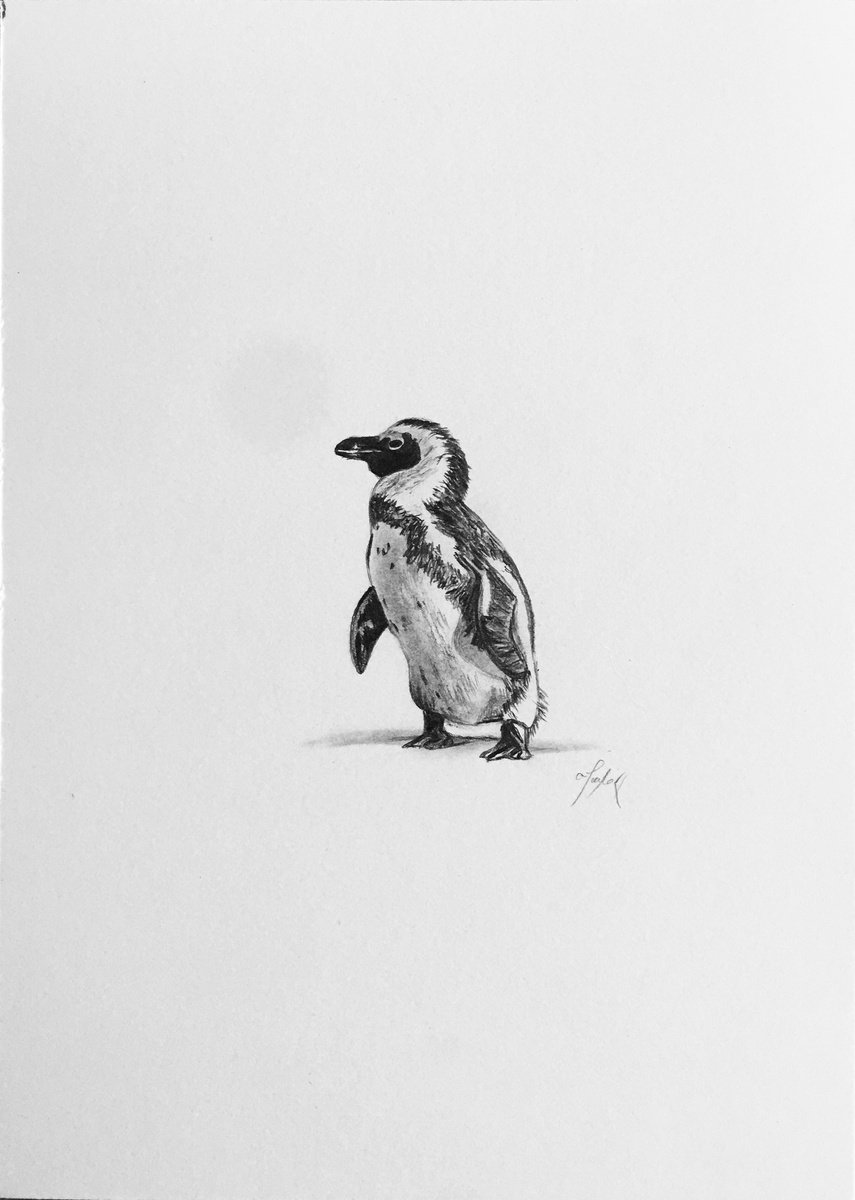 Penguin by Amelia Taylor