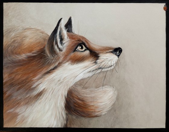 Red Fox