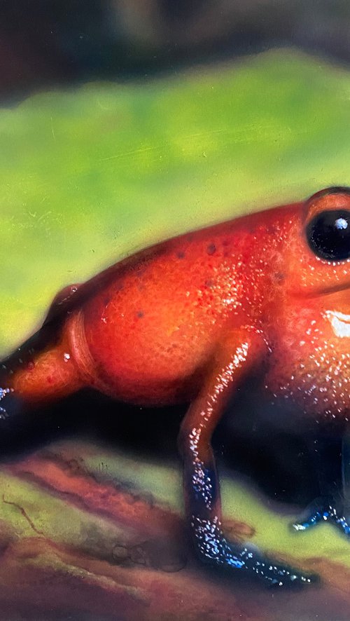 Strawberry Poison-Dart Frog by Dolgor Dugarova
