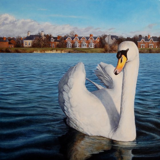 Swan at Belfast Waterworks II