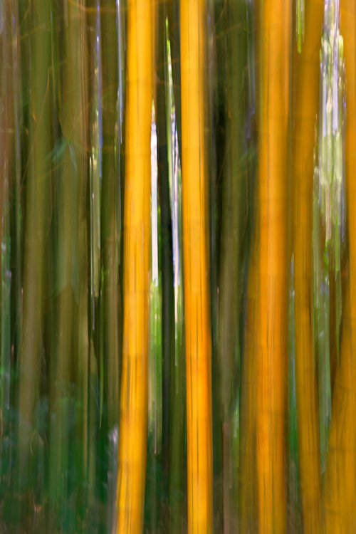 Bamboo Impressions by Francesco Carucci
