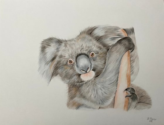Koala pencil drawing on paper
