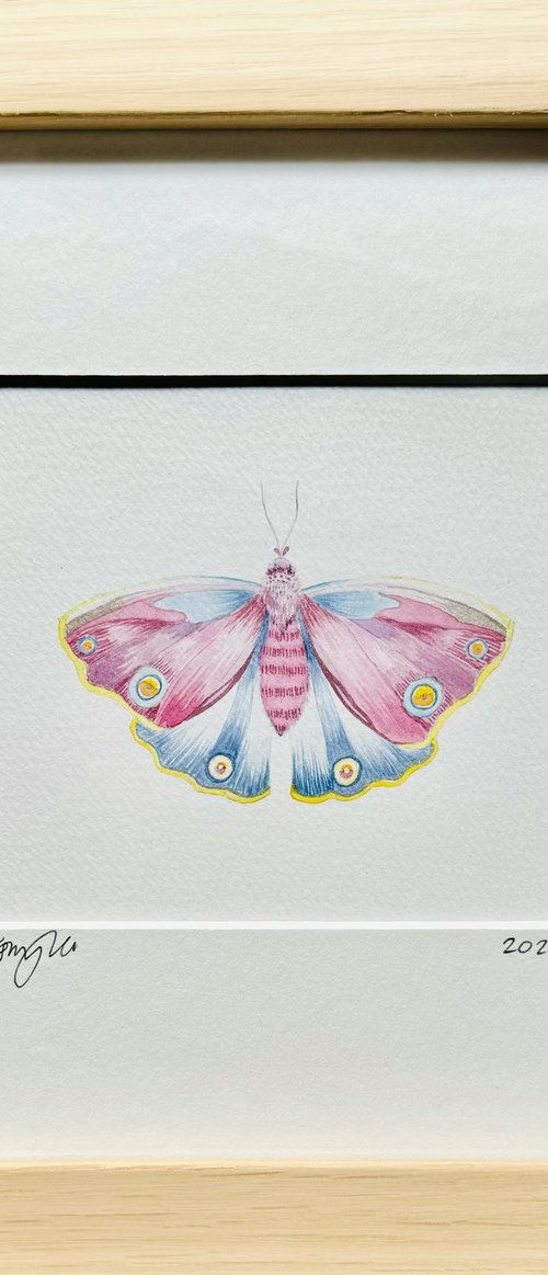 Framed Watercolour Moth by Kate Mac