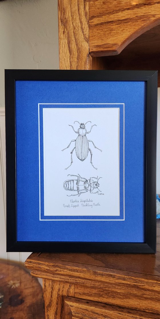 Rough-lipped Darkling Beetle