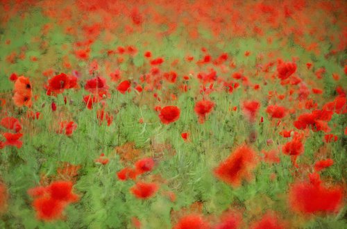 Poppies by Alistair Wells