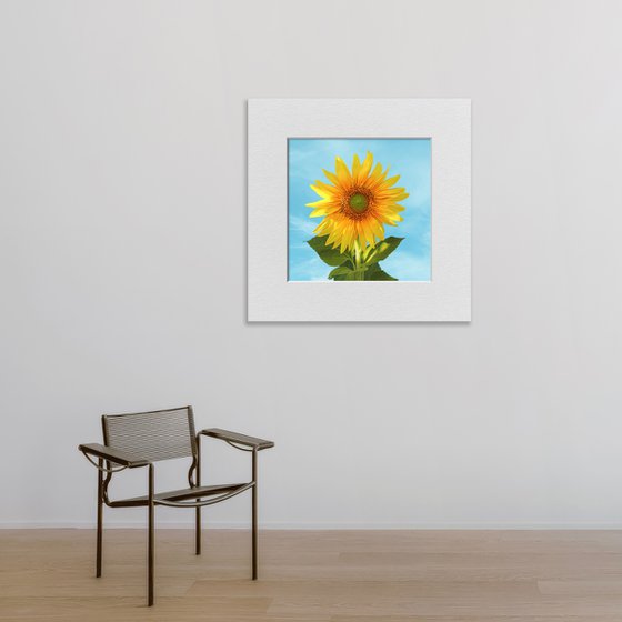 Sunflower blooming