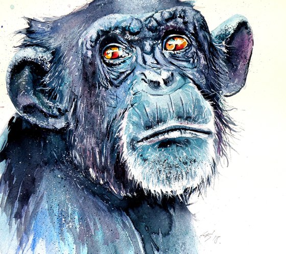 Chimpanzee