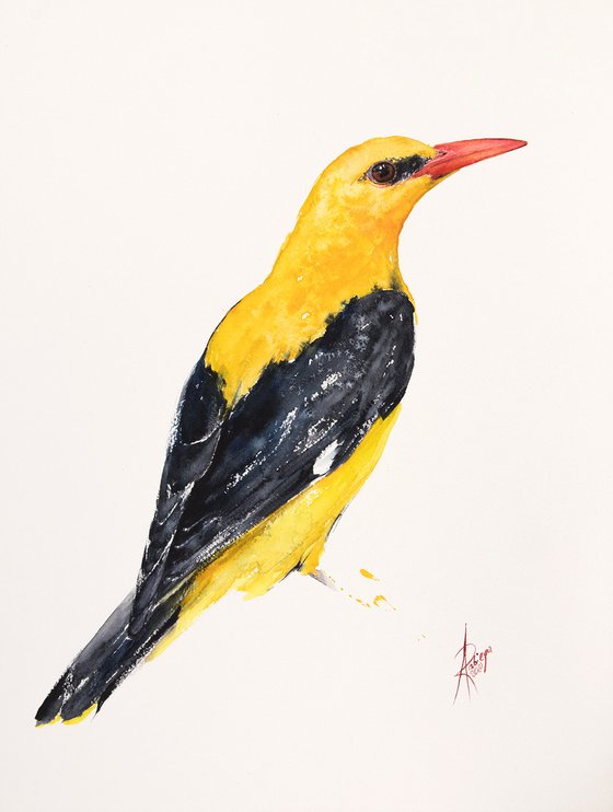 Golden Oriole