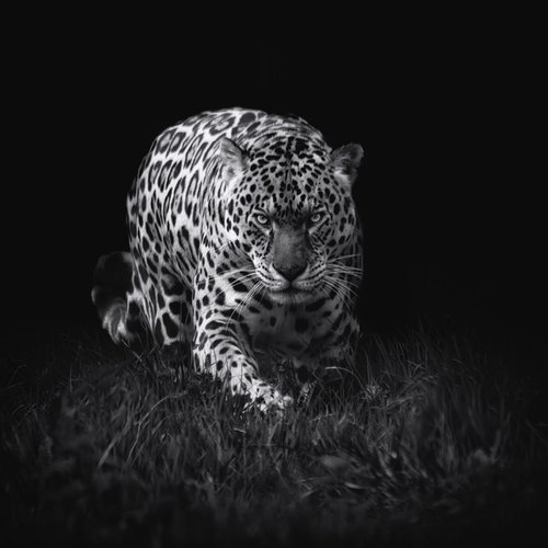 Jaguar Prowling by Paul Nash
