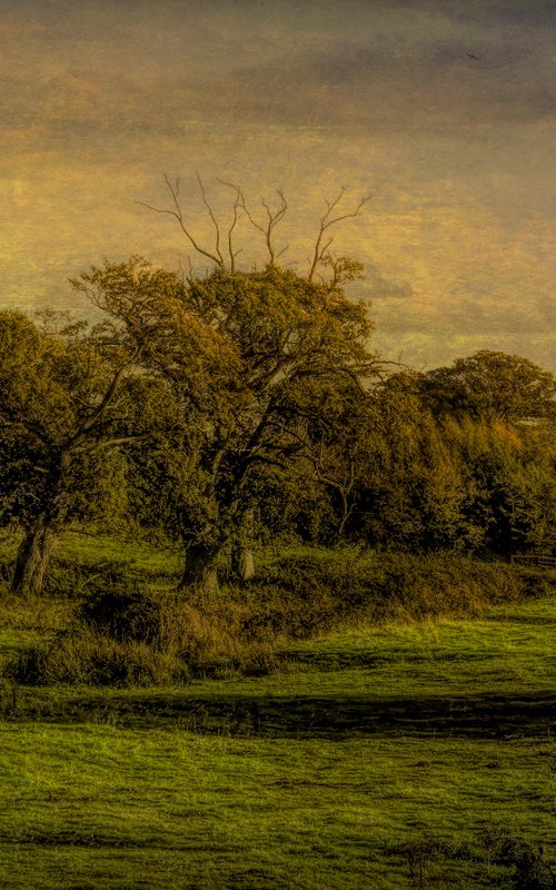 The Trees in the Meadow by Martin  Fry